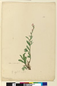 Pagina 154. Silene naturalizzata da John William Lewin