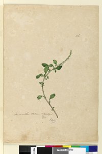 Pagina 156. Amaranthus Blitum da John William Lewin