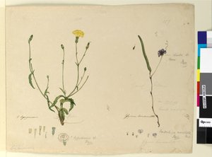 Pagina 157. Hardenbergia monophyllaHardenbergia violacea; 158. Hypochaeris da John William Lewin
