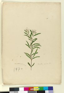 Pagina 15. Grevillea sericea, c.1803-06 da John William Lewin