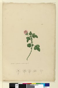 Pagina 161. Malva capensis da John William Lewin