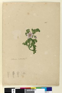 Pagina 165. Solanum naturalizzato da John William Lewin