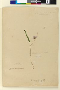 Pagina 166. Kennedia monophyllaHardenbergia violacea da John William Lewin