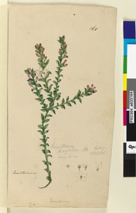 Pagina 168. Eriostemon buxifolium da John William Lewin