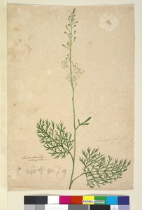 Pagina 16. Lomatia silaifolia, c.1803-06 da John William Lewin