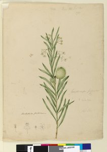 Pagina 173. Asclepias fruticosa, c.1803-06 da John William Lewin