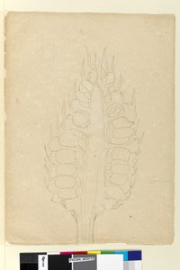 Pagina 178a. Zamia da John William Lewin
