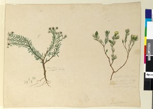Pagina 179. Gompholobium; 180. Poranthera ericafolia da John William Lewin