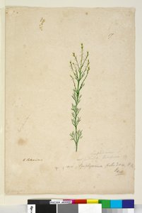 Pagina 17. Symphionema paludosum, c.1803-06 da John William Lewin