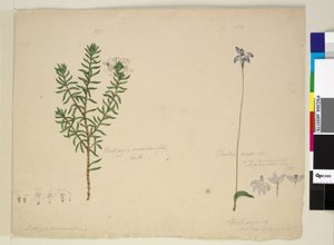 Pagina 183. Westringia rosmarinifolia Westringia fruiticosa; 184. Glossodia major da John William Lewin