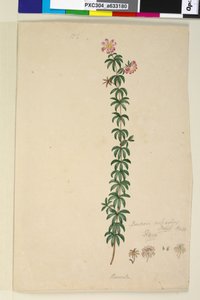 Pagina 186. Bauera rubioides da John William Lewin
