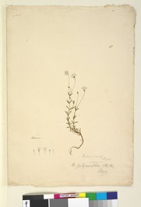 Pagina 18. Mitrasacme polymorpha, c.1803-06 da John William Lewin