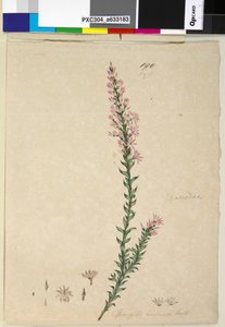 Pagina 190. Sprengelia incarnata da John William Lewin