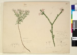 Pagina 194. Zieria lanceolata Zieria smithii; 195. Una cattiva figura di una specie di Calythrix... da John William Lewin