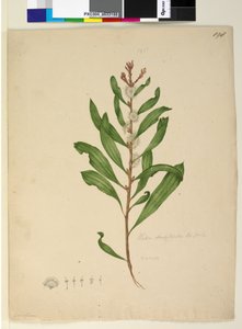Pagina 198. Hakea dactyloides da John William Lewin