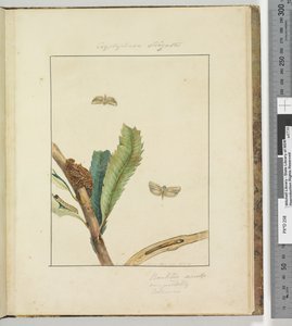 Pagina 19. Tavola 5 Cryptophasa Strigata, 1803-04 da John William Lewin