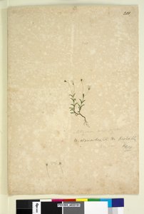 Pagina 201. Mitrasacme alsinoides