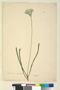 Pagina 20. Conospermum longifolium, c.1803-06 da John William Lewin