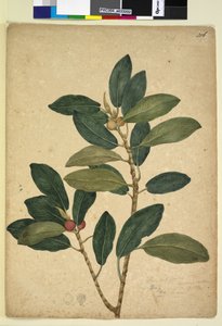 Pagina 216. Ficus rubiginosa da John William Lewin