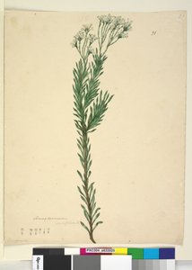 Pagina 21. Conospermum ericifolium, c.1803-06 da John William Lewin