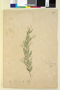 Pagina 226. Ricinocarpus pinifolius da John William Lewin