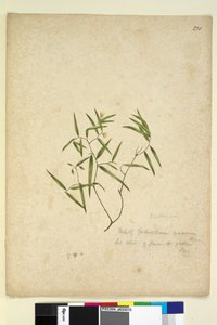 Pagina 230. Geitonoplesium cymosum da John William Lewin