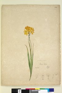 Pagina 232. Ixia lutea da John William Lewin