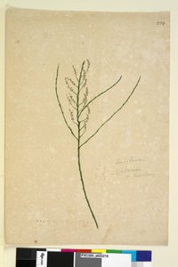 Pagina 234. Leptomeria da John William Lewin