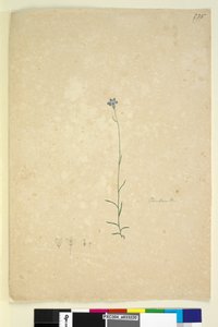 Pagina 235. Campanula da John William Lewin