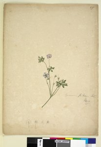 Pagina 237. Geranium pilosum da John William Lewin
