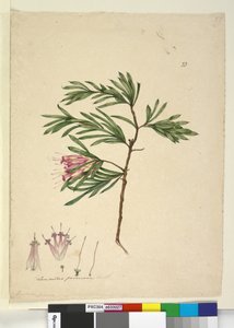 Pagina 23. Lambertia formosa, c.1803-06