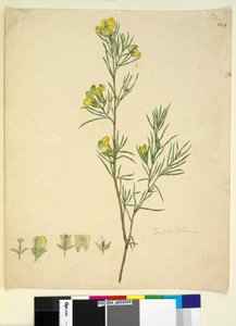 Pagina 244. Gompholobium da John William Lewin