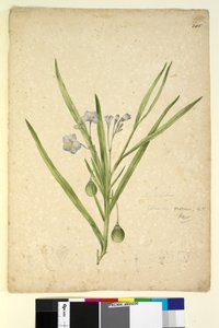 Pagina 245. Solanum vescum da John William Lewin