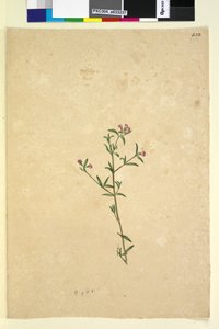 Pagina 252. Pianta non identificata da John William Lewin