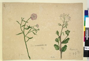 Pagina 253. Iberis umbellata; Hesperis sp. da John William Lewin