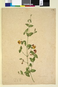 Pagina 254. Platylobium da John William Lewin