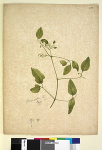 Pagina 256. Clematis glycinoides