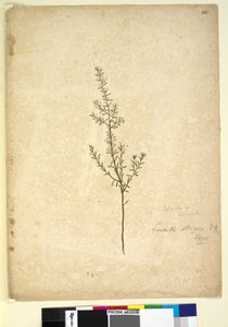 Pagina 261. Lissanthe strigosa da John William Lewin