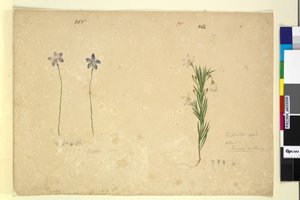 Pagina 265. Glossodia minor; 266. Ricinocarpus da John William Lewin