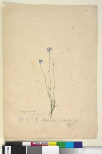 Pagina 37. Wahlenbergia gracilis da John William Lewin