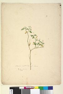 Pagina 39. Solanum nigrum