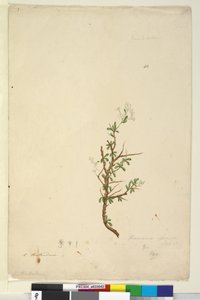 Pagina 42. Bursaria spinosa da John William Lewin