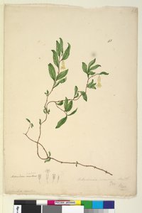 Pagina 43. Billardiera scandens da John William Lewin