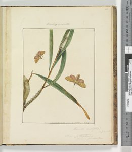 Pagina 43. Tavola 11 Bombyx Nasuta, 1803-04 da John William Lewin