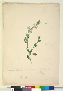 Pagina 46. Goodenia laevigata da John William Lewin