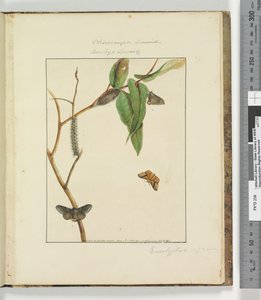 Pagina 47. Tavola 12 Clisiocampa Lewinae Bombyx Lewinae, 1803-04