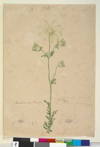 Pagina 48. Actinotus helianthi da John William Lewin