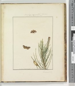 Pagina 51. Tavola 13 Bombyx Exposita Lewin alleata a..., 1803-04 da John William Lewin