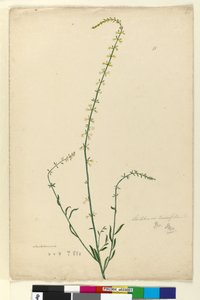 Pagina 51. Stackhousia da John William Lewin