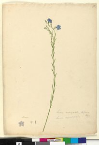 Pagina 52. Linum marginale da John William Lewin